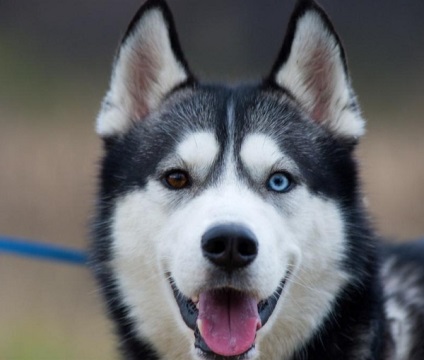 Husky merge în pădure