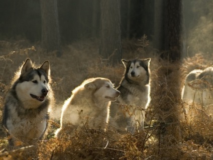 Husky merge în pădure