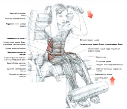 Răsucirea directă și laterală a simulatoarelor pentru presa ideală - viața mea sportivă