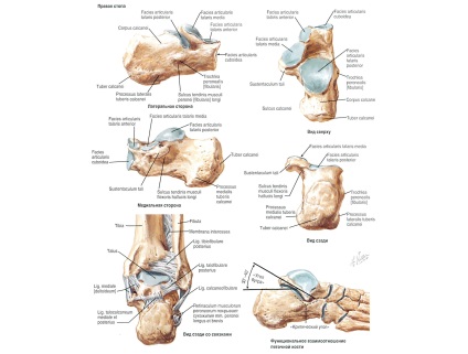 Suprafața osului, anatomia și posibilele leziuni