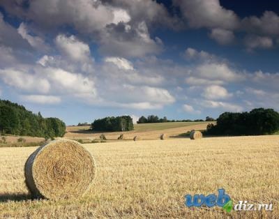 Розрахунок по заготівлі сіна, організація сінозаготівлі, економіка