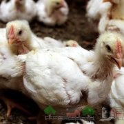 Considerăm cauzele căderii puiilor de broiler pe picioarele lor