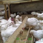 Considerăm cauzele căderii puiilor de broiler pe picioarele lor