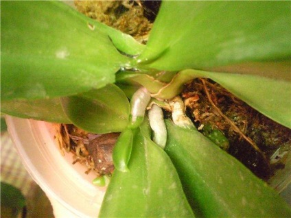 Az orchideák sokszorosítása otthon (gyerekek, magvak, lombikban)