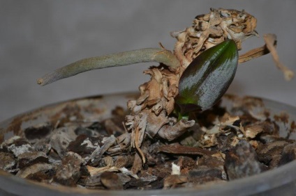 Reproducerea orhideelor ​​în casă (copii, semințe, într-un balon)