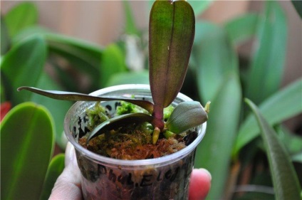 Reproducerea orhideelor ​​în casă (copii, semințe, într-un balon)