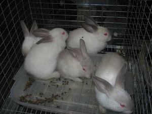 Creșterea iepurilor pentru începători în condiția de a păstra x la domiciliu, alimente, alegerea rasei
