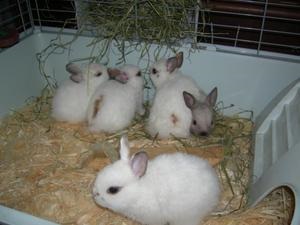 Creșterea iepurilor pentru începători în condiția de a păstra x la domiciliu, alimente, alegerea rasei