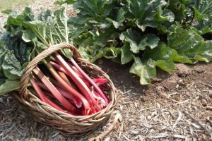 Rhubarb - plantarea și îngrijirea pe teren deschis în primăvară și toamnă