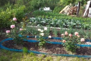 Rhubarb - plantarea și îngrijirea pe teren deschis în primăvară și toamnă