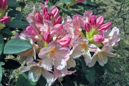 Rhododendron ellátás, öntözés, felső kötszer