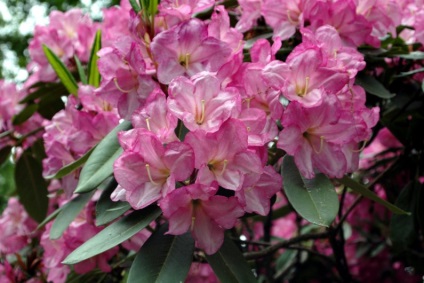 Rhododendron ellátás, öntözés, felső kötszer