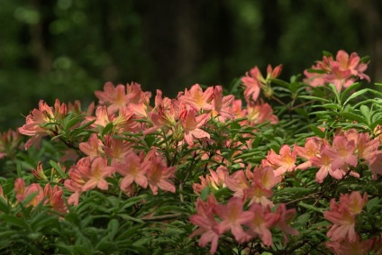 Îngrijire cu rhododendron, udare, dressing