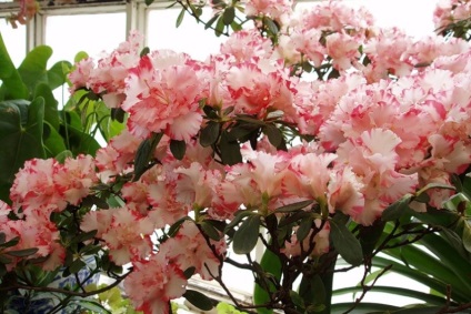 Rhododendron ellátás, öntözés, felső kötszer