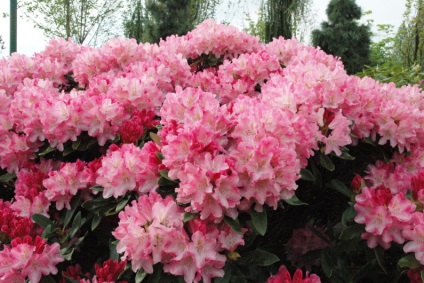 Rhododendron ellátás, öntözés, felső kötszer