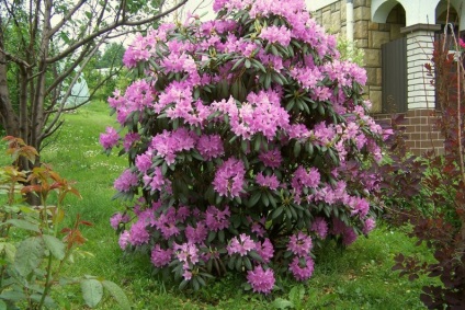 Îngrijire cu rhododendron, udare, dressing