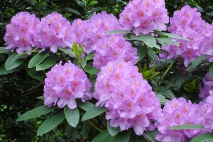 Rhododendron ellátás, öntözés, felső kötszer