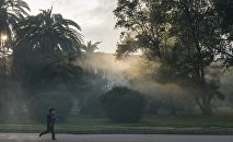 Rusia ajută Abhazia în distrugerea țânțarilor care transportă virusul zik