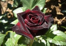 Rose double face descriere și fotografie, plantare, îngrijire și cultivare, recenzii ale cultivatorilor de flori despre soi