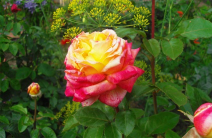 Rose double face descriere și fotografie, plantare, îngrijire și cultivare, recenzii ale cultivatorilor de flori despre soi