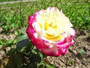 Rose double face descriere și fotografie, plantare, îngrijire și cultivare, recenzii ale cultivatorilor de flori despre soi