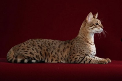 Cea mai mare rasa de pisici din lume descriere, fotografie, evaluare