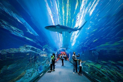 Cel mai mare oceanarium din lume, rambler