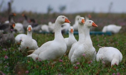 Cea mai profitabilă afacere în agricultură