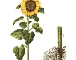 Semințe de descriere a soientei (floarea-soarelui)