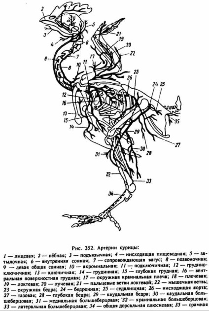 Sistemul cardiovascular