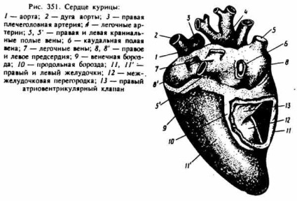 Kardiovaszkuláris rendszer