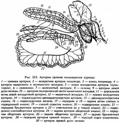 Sistemul cardiovascular