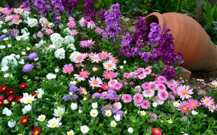 Szezonális virágágyások saját kezükben évelő virágok, kertészet24