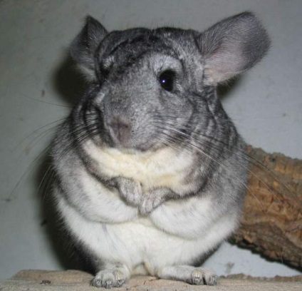 Chinchilla este un animal de companie - iepurii noștri