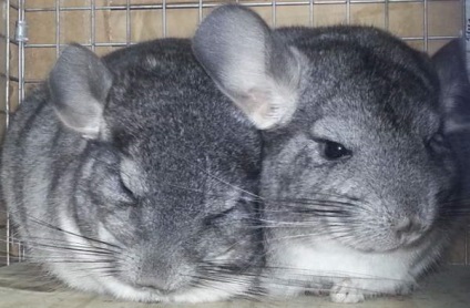 Chinchilla este un animal de companie - iepurii noștri