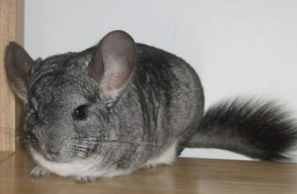 Chinchilla este un animal de companie - iepurii noștri