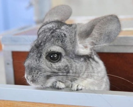 Chinchilla este un animal de companie - iepurii noștri