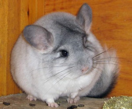 Chinchilla este un animal de companie - iepurii noștri