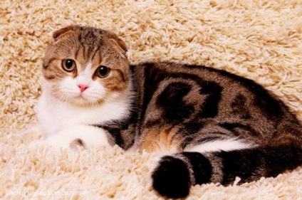 Scottish Shorthair Fold (Scottish Straight)