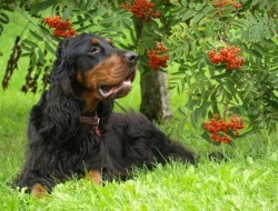 Setter-Gordon din Scoția