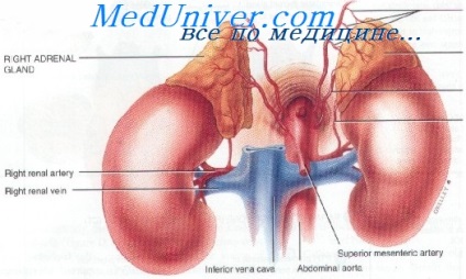 Sinteza steroizilor corticosuprarenalieni