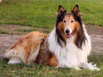 Cât costă un pui de collie?