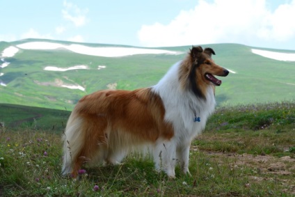 Cât costă un pui de collie?