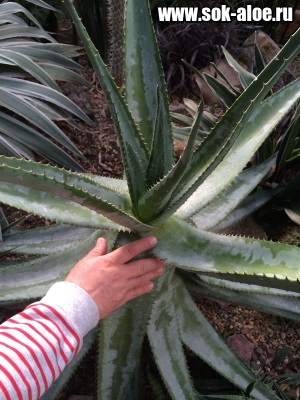 Suc de aloe