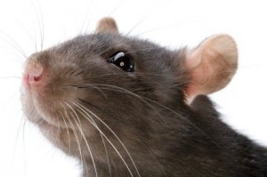 Egy álom értelmezése arról, hogy egy patkány álmodik, miként látja a patkányokat egy álomban - az álmok értelmezésében