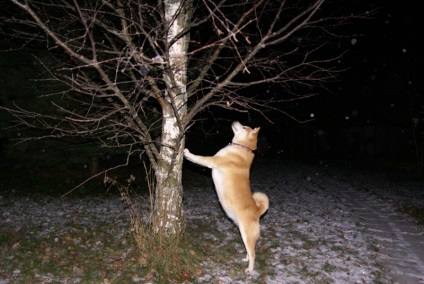 Câine de vis pe copac, carte de vis