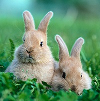 Poezii despre iepure, iepuri