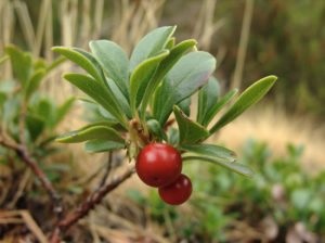 Bearberry ca diuretic.