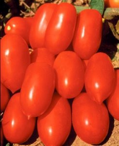 Roșii pentru o seră din policarbonat, cele mai bune soiuri de roșii cu fotografie și descriere