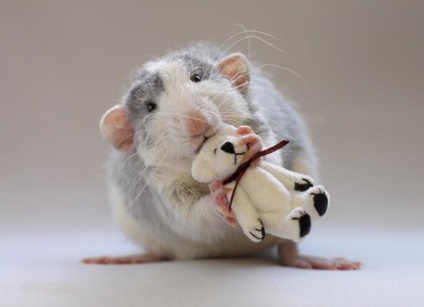 Omoară șobolanul în vis, ceea ce înseamnă că este să omori un șobolan într-un vis